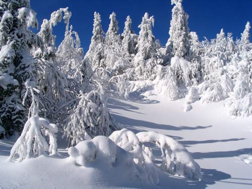 La nature quÃ©bÃ©coise sous la neige en image
