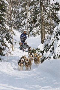 Chiens de Traineaux