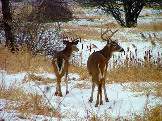 Cerf Motoneige Quebec