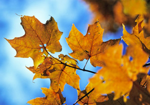 Couleur d'automne au Canada