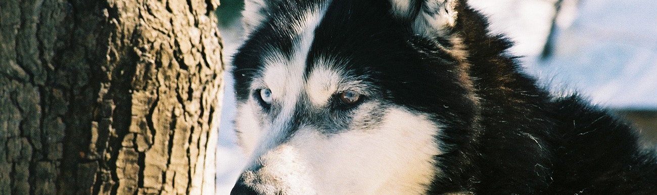 les chiens de traineaux au canada un univers a decouvrir