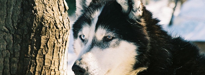 les chiens de traineaux au canada un univers a decouvrir