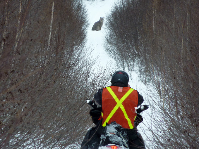 Lynx raid motoneige