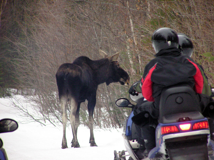 orignal au Canada