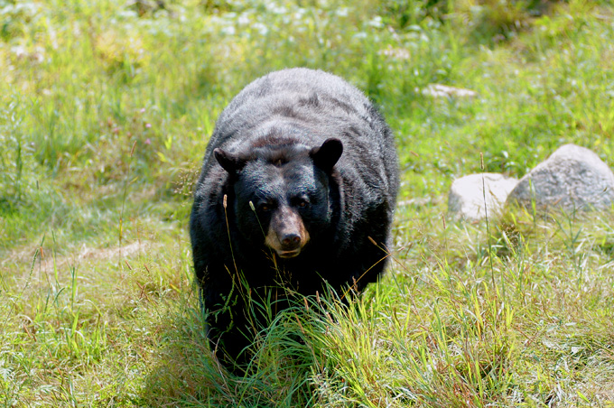 ours raid motoneige quebec