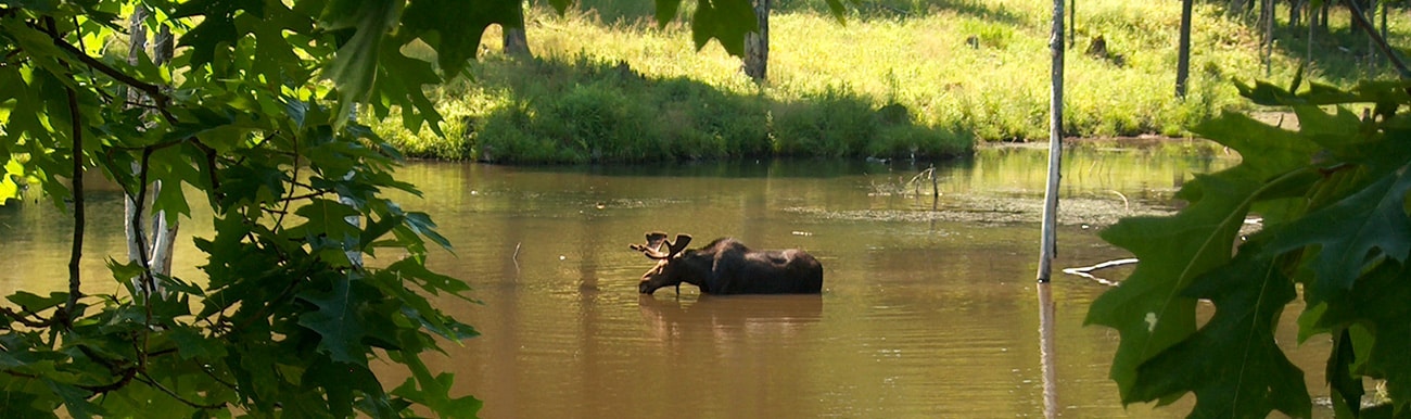 quebec faune grandeur nature