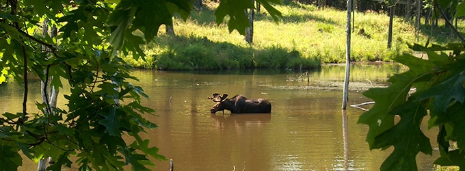 quebec faune grandeur nature