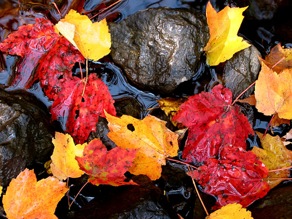 L'automne et ses feuilles