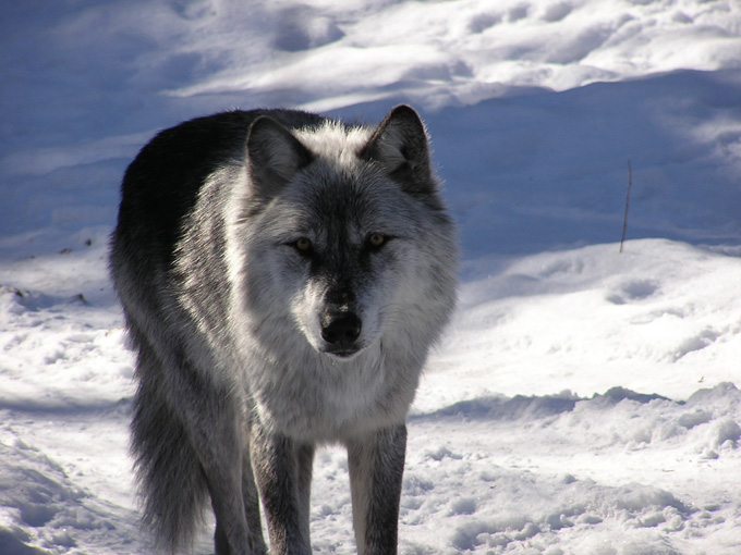 loup au Canada en hiver Un loup en hiver au Québec