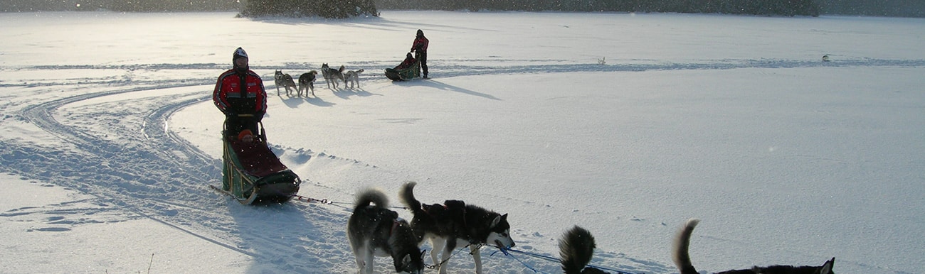 chien traineau quebec