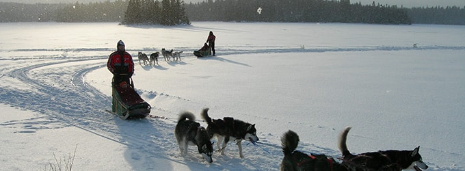 chien traineau quebec