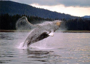 Baleine canada
