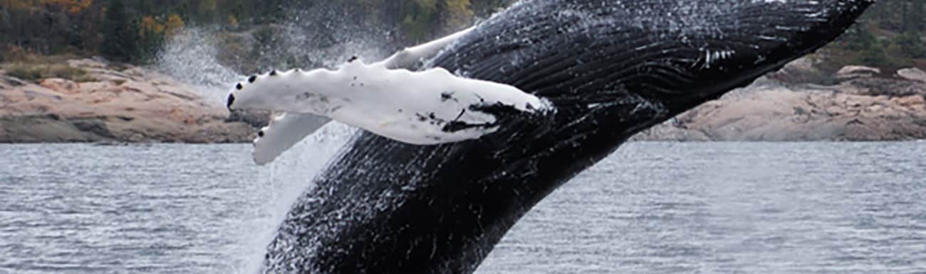 tadoussac baleine canada