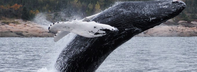 tadoussac baleine canada