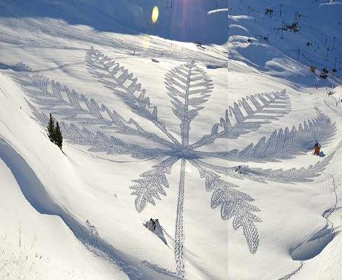 palmier neige