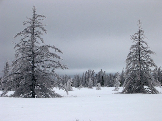 Foret dans la neige