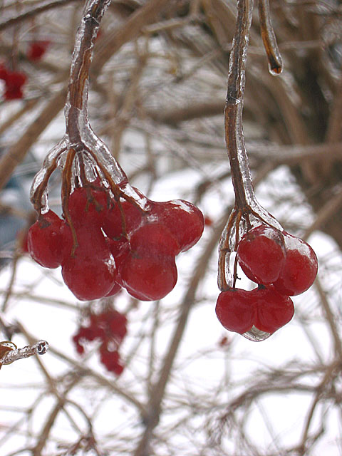 Cerises gelées