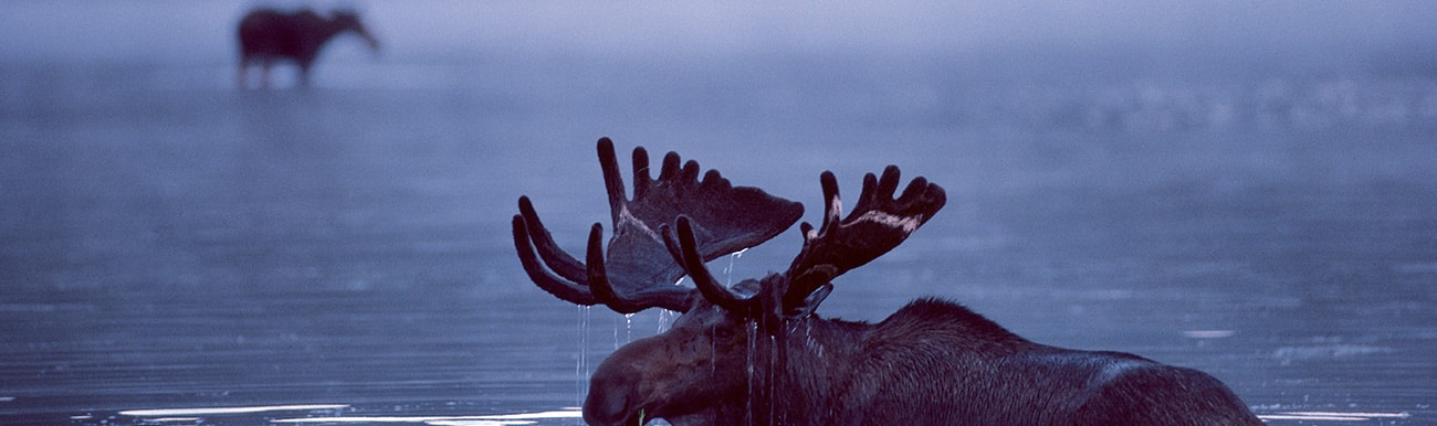 observation animaux au quebec