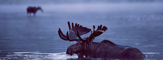 observation animaux au quebec