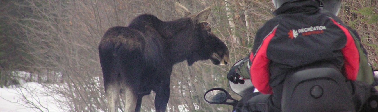 animaux du canada durant hiver