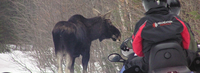 animaux du canada durant hiver