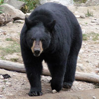 Ours noir du québec