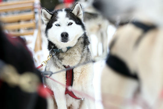 Husky canada