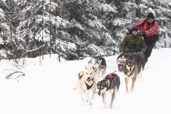 Raid chien de traineau canada