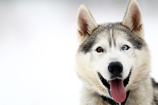 Chien de traineau husky