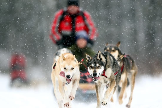 attelage chien de traineau au quebec