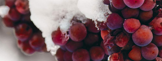 raisin rouge sous la neige