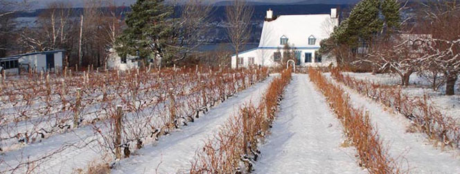 Vignoble quebec sous la neige