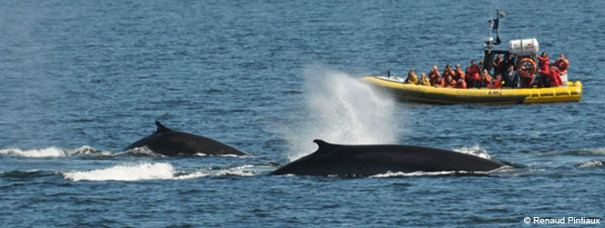 activité baleine tadoussac