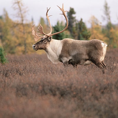 caribou