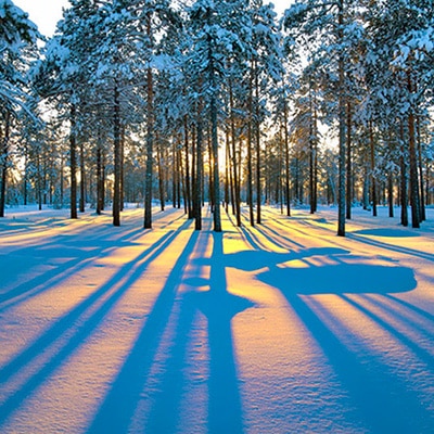 foret canada hiver