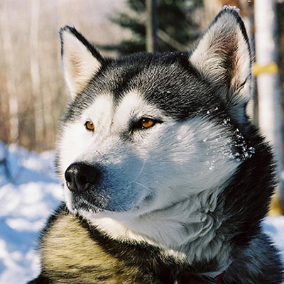 husky canada