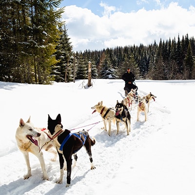 traineau a chiens au quebec