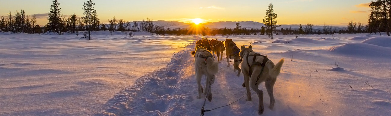 chien traineau canada