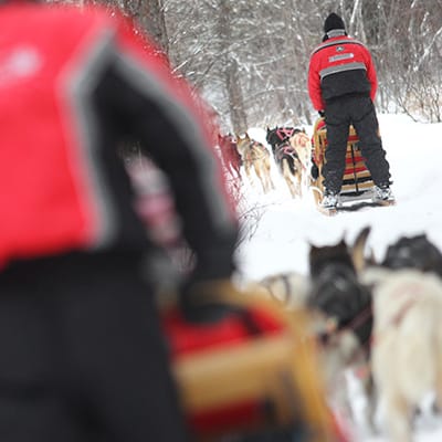 chien traineau quebec