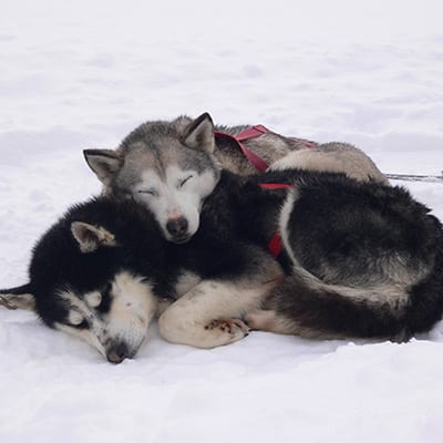 chiens de traineau au canada