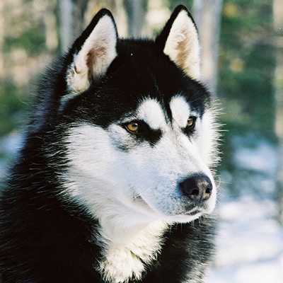 husky canada