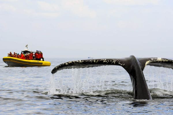 Observation des baleines