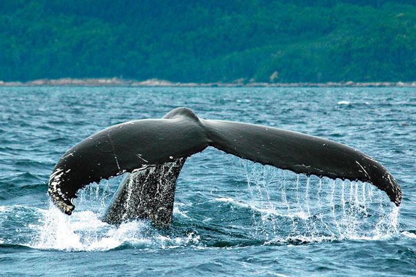 baleine charlevoix