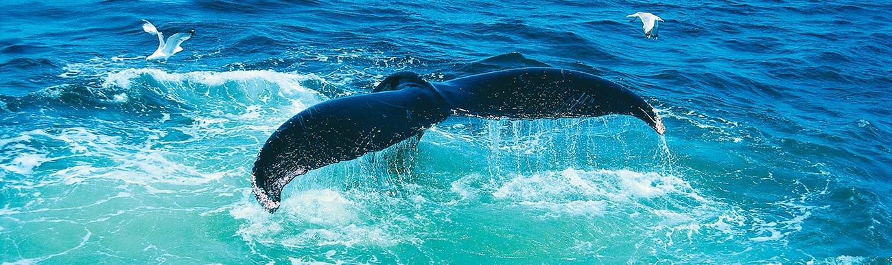 baleine tadoussac
