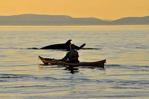 baleine tadoussac