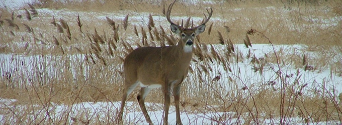 animaux hiver quebec