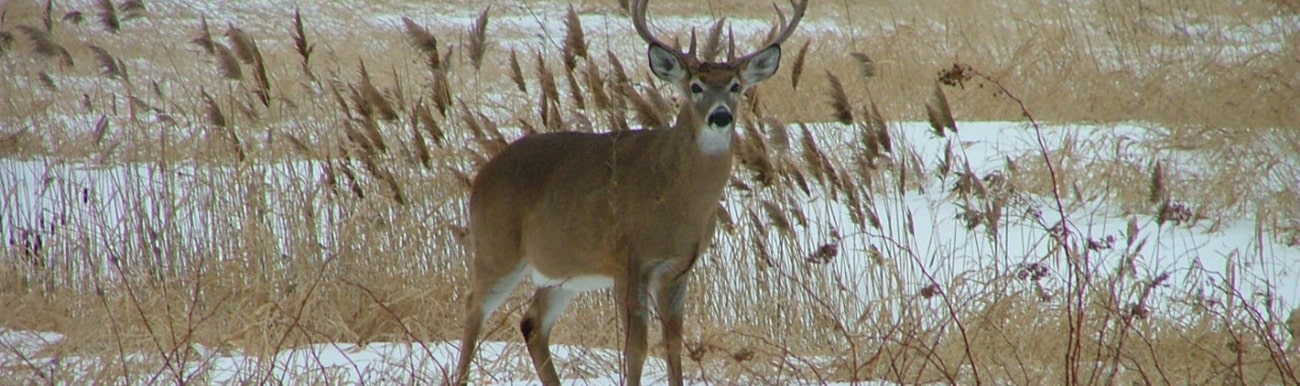 cerf de virginie