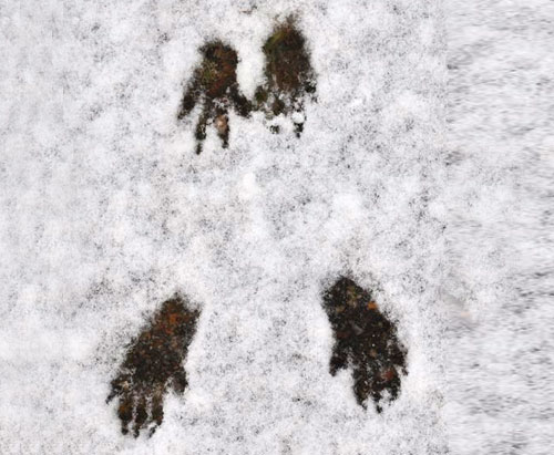 Le lapin ou lièvre d'empreintes de pas dans la neige, les pistes de lapin  sont l'un des plus couramment observés après la neige. Les Lapins aussi ont  des petits orteils ronde et