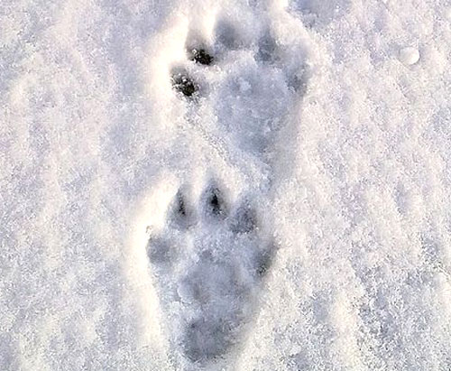 trace loutre neige