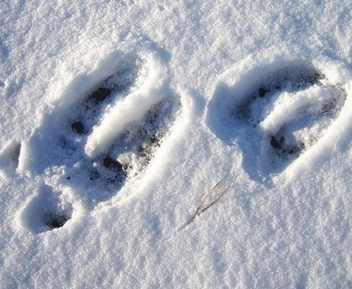 Traces d'animaux dans la neige - Aventures Nouvelle-France